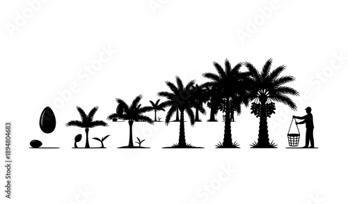 SEO Title
Date Palm Fruit Branch with Whole and Half Dates Isolated on White Background Vector Illustration