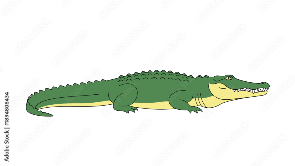 Obraz premium Detailed side view illustration of a large green crocodile with yellow underbelly resting on a white background for nature study.