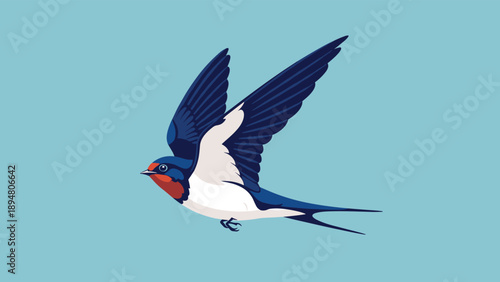 Beautiful blue and white swallow bird in mid flight with wings spread wide against a clear blue sky background for nature themes.