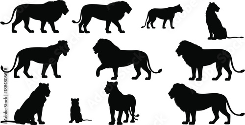 Lion family silhouette set featuring male, female, and cub poses, walking, standing, and sitting big cats isolated in black vector illustration for safari wildlife design.