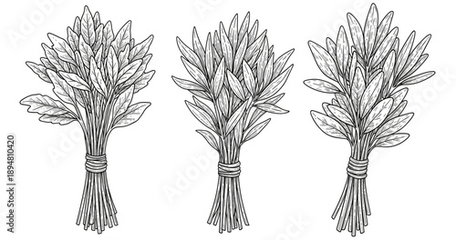 Black and white line art of three herb bundles with detailed leaves
