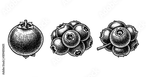 Vintage hand-drawn engraving of pomegranate and blueberries in black and white