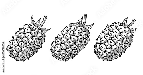 Vector sketch of three detailed blackberries with leaves in classic style