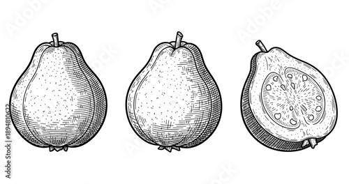 Hand-drawn pear and guava with detailed cross-section illustration