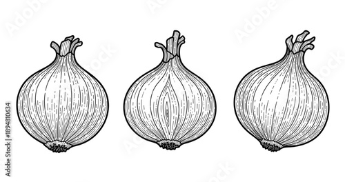 Three detailed hand-drawn onion illustrations in black and white