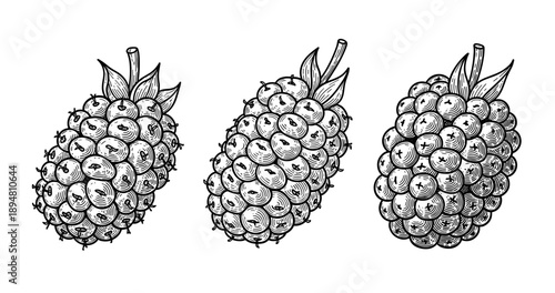 Vintage hand-drawn raspberry collection: three detailed illustrations of raspberries