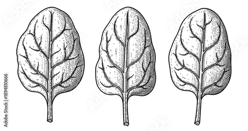 Vintage botanical illustration of three spinach leaves in black and white