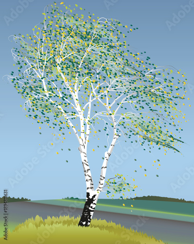 Birch Tree in Windy Landscape: A tall, slender birch tree stands resilient in a vast landscape, its white bark and delicate leaves swaying gently against a backdrop of a clear sky.