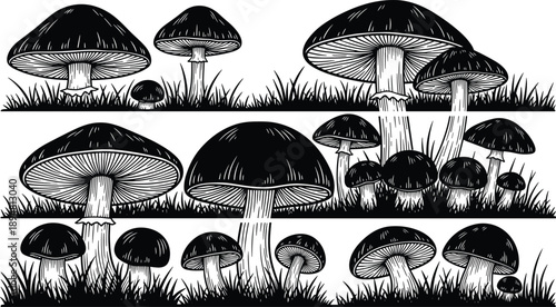 Detailed black and white vintage engraving style vector illustration of various wild mushrooms and toadstools growing in grass isolated on white background for botanical designDetailed black and 