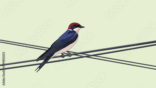 A single bird with a red head perches on power lines against a plain background