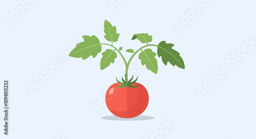 A single ripe red tomato sits below a green leafy plant