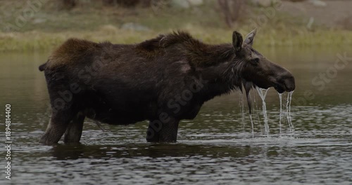 Wild Moose walking in lake slow motion