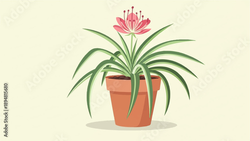 A potted spider plant with a pink bloom on a light background