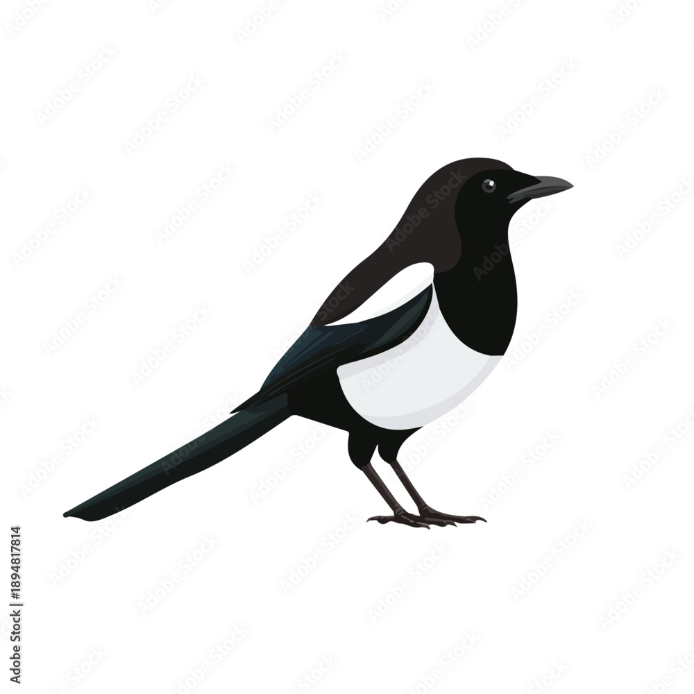 Fototapeta premium Minimal 2D vector illustration of Magpie in flat icon style on a plain white background.