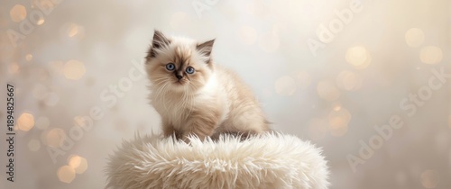 Neva Masquerade Young Cat