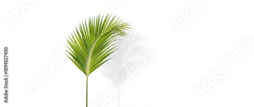 Isolated tropical coconut palm leaf against white background for summer