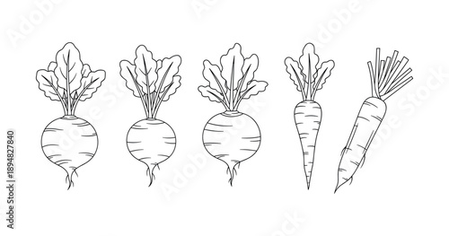Black and white line art of beets and carrots with leaves