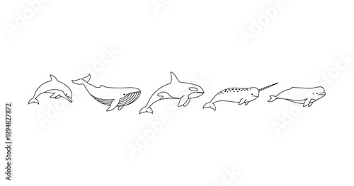 Illustration of various whale species: dolphin, blue whale, orca, narwhal, beluga