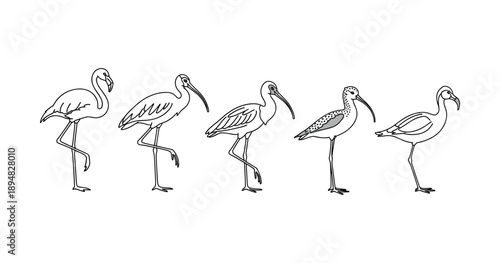 Line drawing of various bird species in standing poses