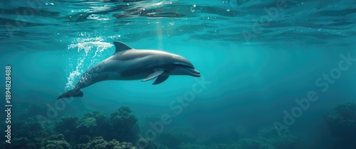 The species Bottlenose dolphin is called Tursiops truncatus scientifically