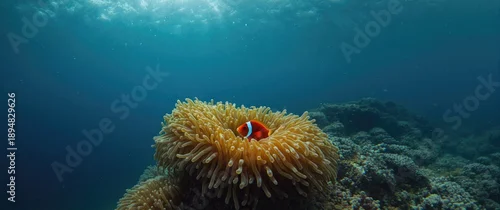 Obraz  z motywem Amphiprion bicintus hiding inside dark yellow anemone coral in the Red Sea