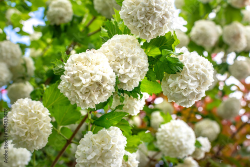 Viburnum opulus roseum, snowball viburnum is a large deciduous shrub bending under the weight of its pure white ball-shaped flowers