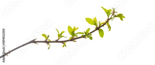 Birch branch featuring fresh green leaves and buds in a close-up shot against white background