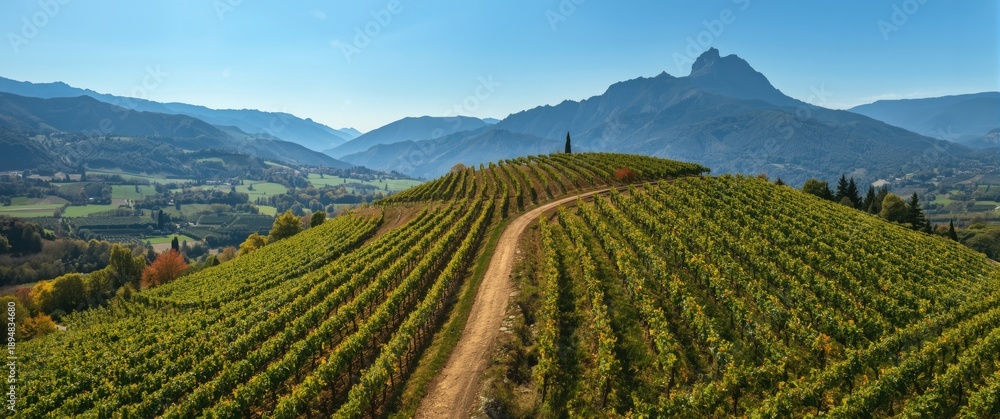 Obraz premium Vineyards and Terracing