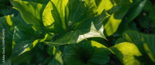 Sunlit blurred abstract of taro leaves, showcasing a green natural background captured from above with natural light
