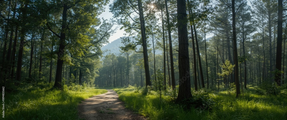 Obraz premium North-East India: Lush green forests of Meghalaya and Nagaland
