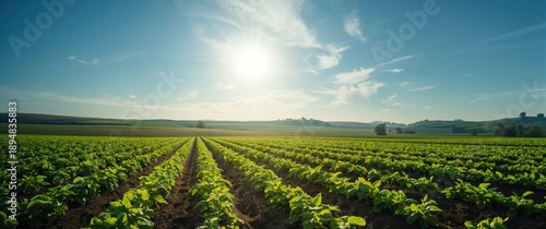 Potato Ranch in Sky Solar Thailand