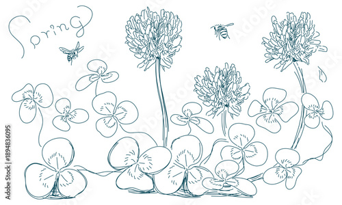 シロツメクサ（クローバー）の手描き線画イラスト（透過性のラインアート）