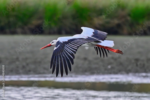 White stork, Ciconia ciconia, Single bird in flight, Hungary, May