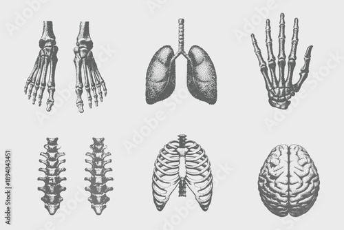 halftone stipple effect brain element set vector illustration. Eps 10