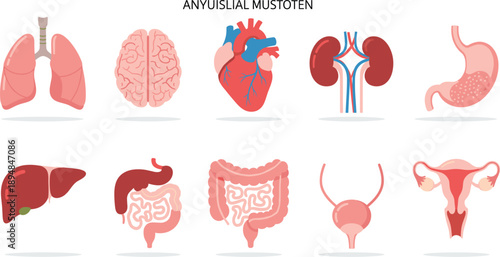 Human Internal Organs Collection Including Heart Brain Lungs Liver Kidneys and Stomach Vector Illustration