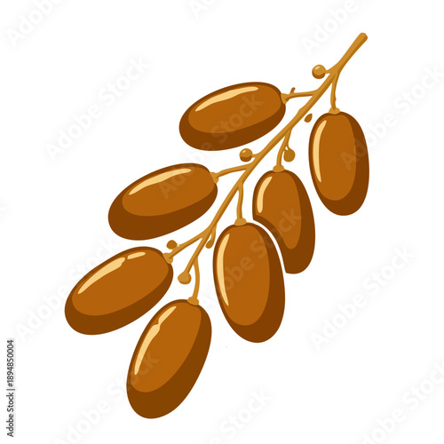 dates fruit cluster ilustration vector