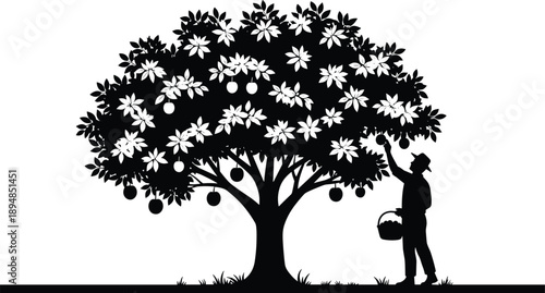 Man harvesting fruit from apple tree silhouette rural gardening agriculture concept black vector illustration isolated on white background design