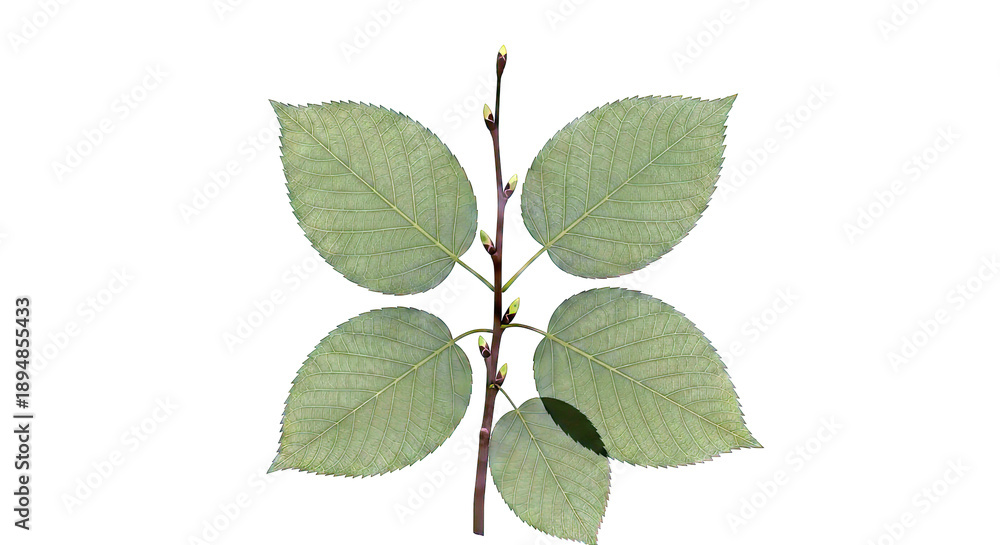 Fototapeta premium Branch with green leaves and buds