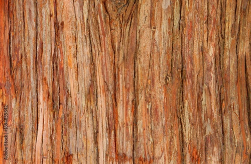 Background, texture of old cypress bark
