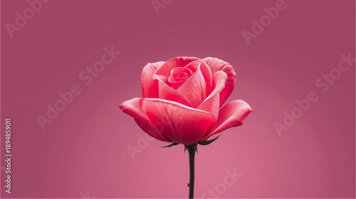 pink tulip on a pink background