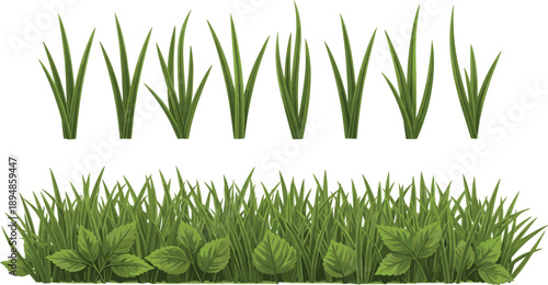 Flat Vector Illustration of Green Grass Border with Wild Leaves and Tall Blade Tufts Isolated on White Background for Nature Landscape Design Projects
