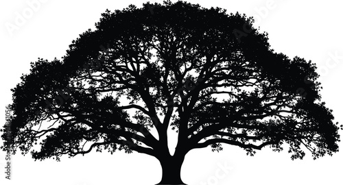 Highly Detailed Black Silhouette of a Majestic Wide Spreading Oak Tree with Lush Foliage Isolated on White Background for Nature Conservation and Environmental Design