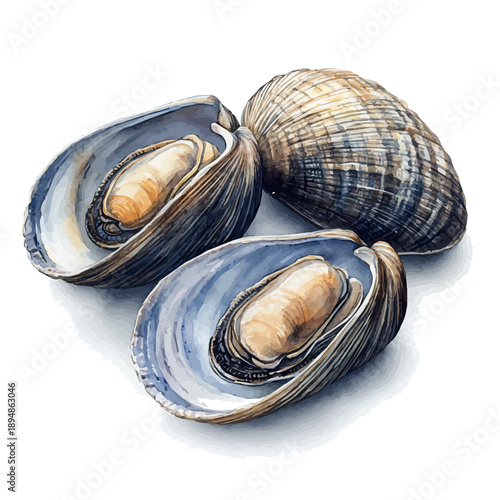 watercolor of Clam, vector clipart, isolated on a white background.