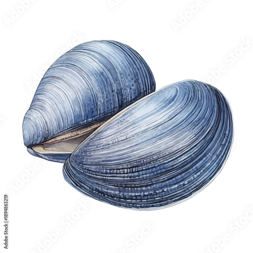 Clam, illustration watercolor with dynamic strokes and balanced color harmony, isolated on a white background.