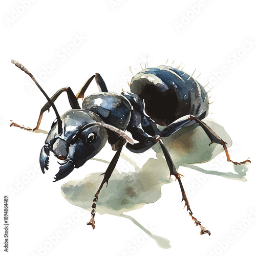 Carpenter Ant, illustration watercolor with dynamic strokes and balanced color harmony, isolated on a white background.