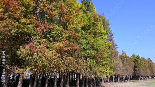 Beautiful bald cypress trees with colorful autumn foliage under a clear blue sky in Liujia District, Tainan, Taiwan.