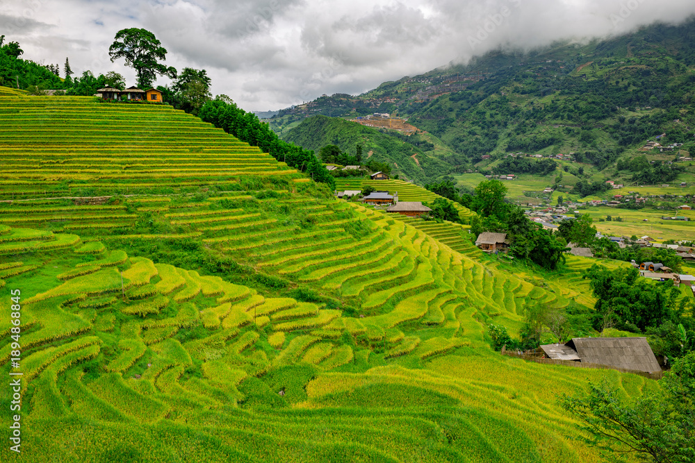 Fototapeta premium Rice fields in the mountains of Sa Pa, north of Vietnam
