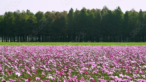A vibrant field of pink cosmos flowers blooming in front of a dense bald cypress forest at Jingpubi, Liujia District, Tainan, Taiwan.