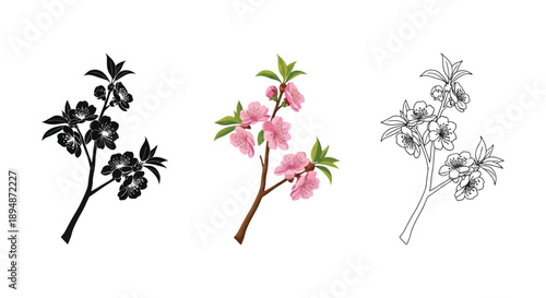 Set of three flowering peach branch illustrations in black silhouette, colored drawing, and line art sketch styles