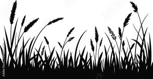 Wild grass silhouette landscape border with meadow plants reeds nature background black flat vector illustration isolated design